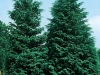 Chamaecyparis lowsoniana